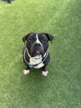 Pit Bull Terrier Dogs Available for Adoption in Eagle, Idaho - Zena *Courtesy Post. Out Of Town Pet. See Below For Details* | PetCurious