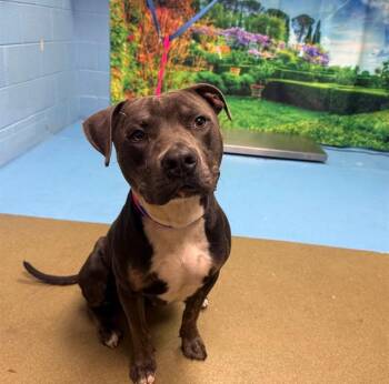 A552196 -  Pit Bull Terrier and Mixed Breed Dog for Adoption in Moreno Valley, California - A552196 | PetCurious