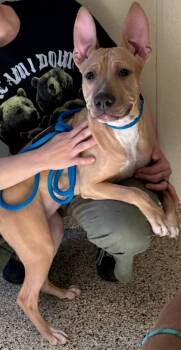 Rescue Mixed Breed Dogs for Adoption - KIKI | PetCurious