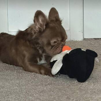 Muppet -  French Bulldog Dog for Adoption in Austin, Texas - Muppet | PetCurious