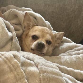 Fred -  Chihuahua Dog for Adoption in Baton Rouge, Louisiana - Fred | PetCurious