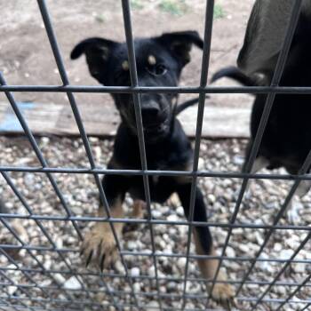 German Shepherd Dog and Labrador Retriever Dogs Available for Adoption in New Fairfield, Connecticut - Tot | PetCurious