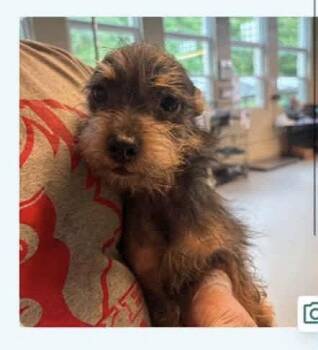 Emmett -  Yorkshire Terrier Dog for Adoption in Newport, Kentucky - Emmett | PetCurious