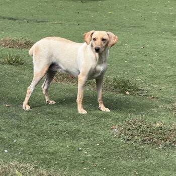 Georgia -  Mixed Breed Dog for Adoption in Upper Township, New Jersey - Georgia | PetCurious