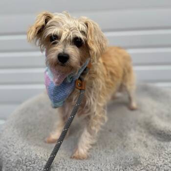 Rescue Chihuahua Dogs for Adoption in Newberg, Oregon - LuLu | PetCurious