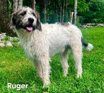 RUGER -  Standard Poodle Dog for Adoption in Franklin, Tennessee - RUGER | PetCurious