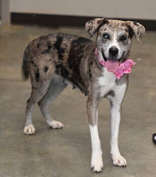 Rescue Catahoula Leopard Dog Dogs for Adoption - Laney | PetCurious