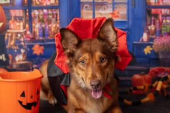 Rescue Australian Shepherd Dogs for Adoption in Warner Robins, Georgia - Eve | PetCurious