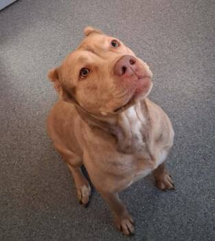 Sunshine -  Pit Bull Terrier Dog for Adoption in Covington, Virginia - Sunshine | PetCurious
