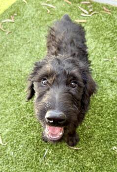 Porthos -  Labradoodle Dog for Adoption in Cypress, California - Porthos | PetCurious