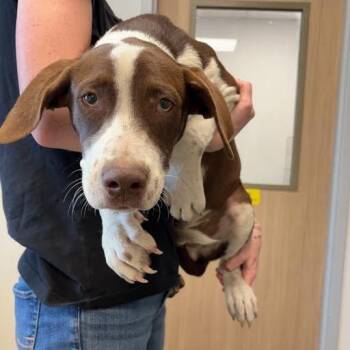 Banjo -  Terrier and Mixed Breed Dog for Adoption in Marshall, Texas - Banjo | PetCurious