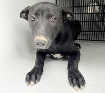 Labrador Retriever and Mixed Breed Dogs Available for Adoption in Houston, Texas - A654780 | PetCurious