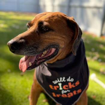 Rescue Redbone Coonhound Dogs for Adoption in Troy, Virginia - Gage | PetCurious