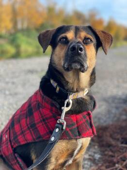 Rescue Mixed Breed Dogs for Adoption in North Vancouver, British Columbia - Yondu | PetCurious