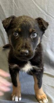 German Shepherd Dog Dogs Available for Adoption - Bailey | PetCurious