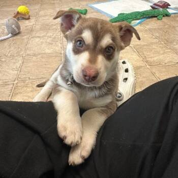 Siberian Husky Dogs Available for Adoption in Tacoma, Washington - Wasabi | PetCurious
