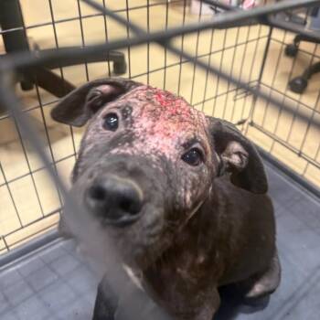 Swedish Fish -  Mixed Breed Dog for Adoption in Winston-salem, North Carolina - Swedish Fish | PetCurious