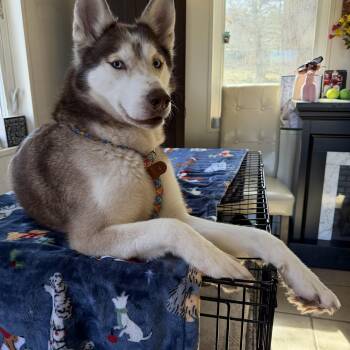 Siberian Husky Dogs Available for Adoption - Sophia  | PetCurious