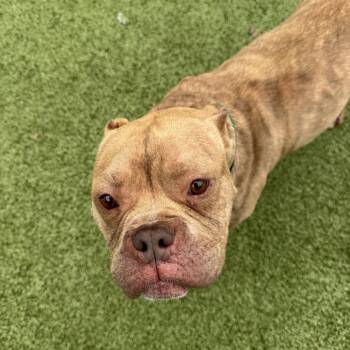 English Bulldog Dogs Available for Adoption - Meadow | PetCurious