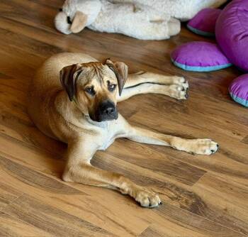 Max  (PaulyD) -  Shepherd and Terrier Dog for Adoption in Duluth, Minnesota - Max  (PaulyD) | PetCurious