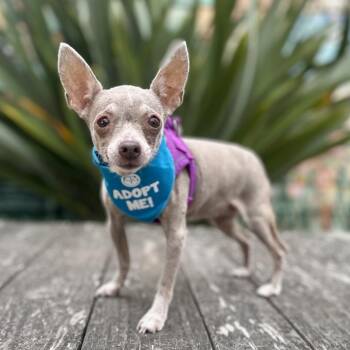 Fritter -  Chihuahua Dog for Adoption in Pacific Grove, California - Fritter | PetCurious