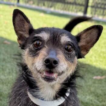 Kimmy Schmidt -  Norwich Terrier Dog for Adoption in Walnut Creek, California - Kimmy Schmidt | PetCurious