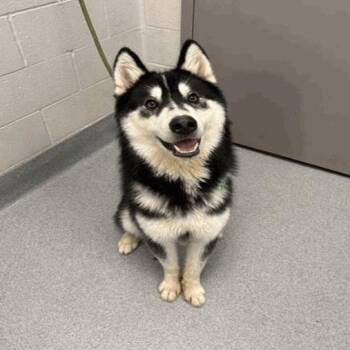 Soren -  Husky Dog for Adoption in Indianapolis, Indiana - Soren | PetCurious