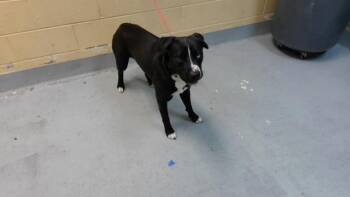 MAZZY -  Pit Bull Terrier and Mixed Breed Dog for Adoption in Tulsa, Oklahoma - MAZZY | PetCurious