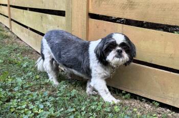 Carmella -  Shih Tzu Dog for Adoption in Kimberlin Heights, Tennessee - Carmella | PetCurious
