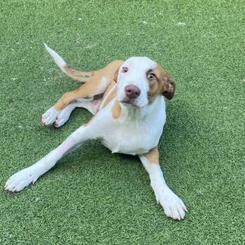 Gus 1111 -  Mixed Breed Dog for Adoption in Loxahatchee Groves, Florida - Gus 1111 | PetCurious
