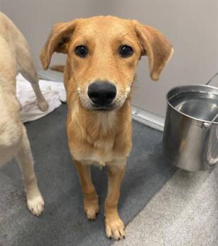 FREJYA -  Labrador Retriever Dog for Adoption in San Antonio, Texas - FREJYA | PetCurious