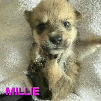 Millie - available for pre-adoption -  Siberian Husky and Shepherd Dog for Adoption in Los Angeles, California - Millie - Available For Pre-adoption | PetCurious