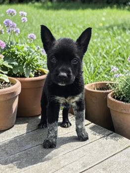 Australian Cattle Dog Blue Heeler Dogs Available for Adoption in Mckinney, Texas - Caroline | PetCurious