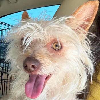 Cairn Terrier Dogs Available for Adoption in Las Vegas, Nevada - Binkie F NV | PetCurious