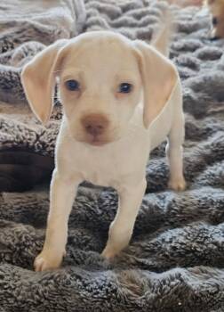 PUPPY GLACIER -  Beagle and Chihuahua Dog for Adoption in Franklin, Tennessee - PUPPY GLACIER | PetCurious