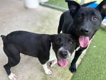 Marilyn -  Terrier and Mixed Breed Dog for Adoption in Gainesville, Florida - Marilyn | PetCurious