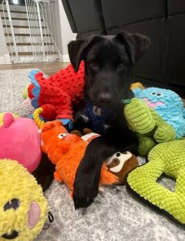Island Litter - Barbados -  Labrador Retriever and Husky Dog for Adoption in Savage, Minnesota - Island Litter - Barbados | PetCurious