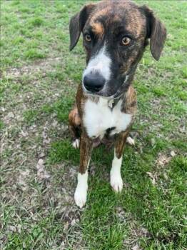 Boxer and Mixed Breed Dogs Available for Adoption - JULIE | PetCurious