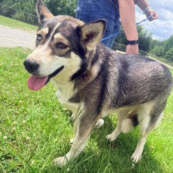 Husky Dogs Available for Adoption in Corinth, Mississippi - Nyla | PetCurious