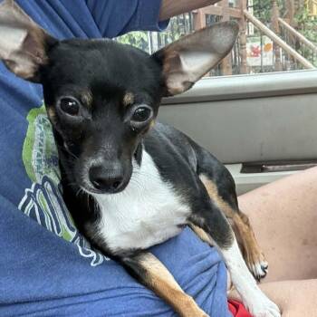 Stallone -  Chihuahua Dog for Adoption in Lancaster, Kentucky - Stallone | PetCurious