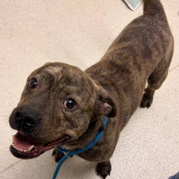 Ewok -  Pit Bull Terrier Dog for Adoption in Murray, Utah - Ewok | PetCurious