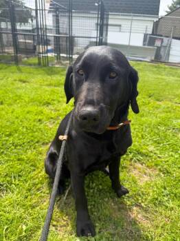 Labrador Retriever Dogs Available for Adoption in Lagrange, Indiana - Margo | PetCurious