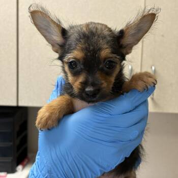 Roulette -  Terrier and Mixed Breed Dog for Adoption in San Antonio, Texas - Roulette | PetCurious