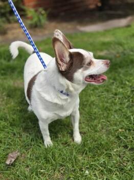 Chihuahua and Mixed Breed Dogs Available for Adoption in Westland, Michigan - Eggbert | PetCurious