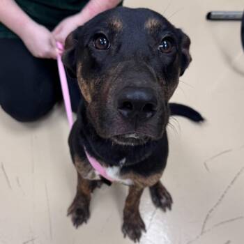 John -  Mixed Breed Dog for Adoption in Winston-salem, North Carolina - John | PetCurious