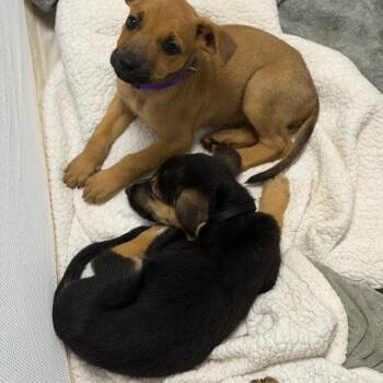 Obsidian -  Mixed Breed Dog for Adoption in Greenville, South Carolina - Obsidian | PetCurious