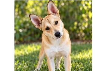 Big Mac -  Shiba Inu Dog for Adoption in Palo Alto, California - Big Mac | PetCurious