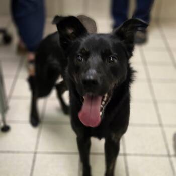 Remy -  Mixed Breed Dog for Adoption in Charleston, West Virginia - Remy | PetCurious