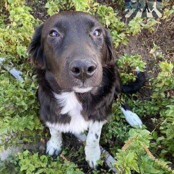 Sunny -  Border Collie Dog for Adoption in Reno, Nevada - Sunny | PetCurious