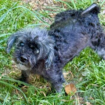 Maltese and Poodle Dogs Available for Adoption in Hillsborough, North Carolina - Barney | PetCurious